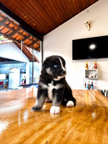 CACHORROS POMSKY A VENDA