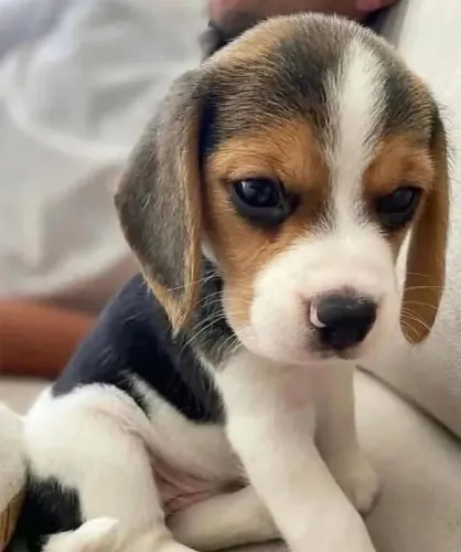 Filhotes de Beagle | A definição de ternura.