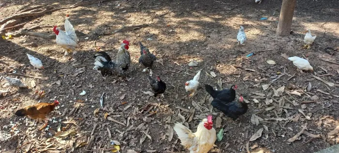 Vende-se Galinhas Galize (R$30,00 cada)