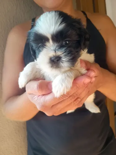 Cachorro Shitzu macho