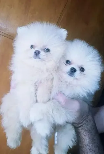 Lulu mini