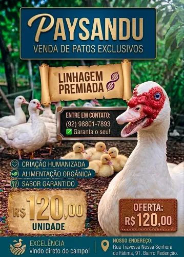 Patos Paysandu Ótima Genética