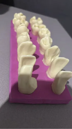 Dentes cavitarios da marca Orais 