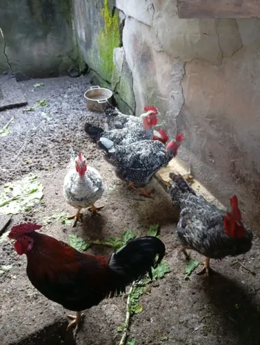 Frango caipira 
