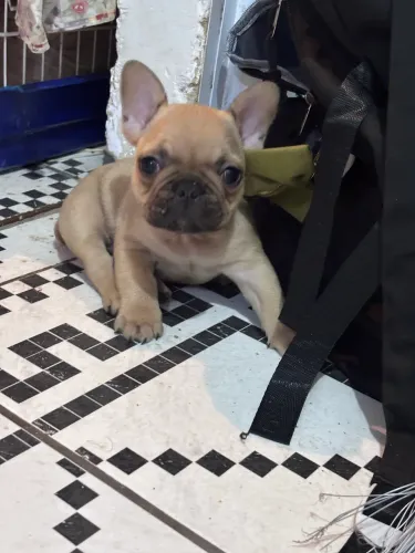 Buldogue francês Macho Cor Fulvo 