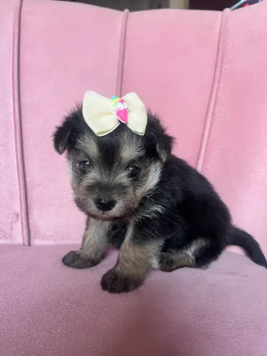Filhote Schnauzer Fêmea