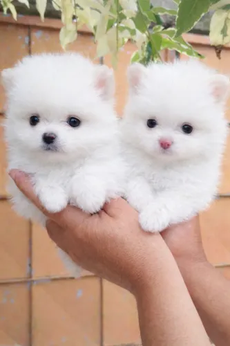 Spitz Alemão lindos filhotes prontos para nova família