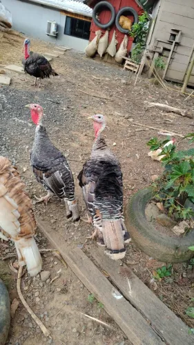 Venda Peru (casal ou individual)