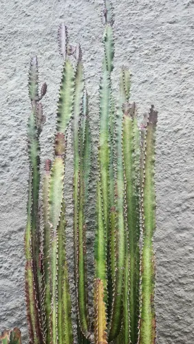 Cacto Euforbia Vermelha