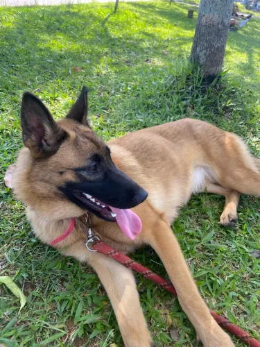Pastor Belga Malinois