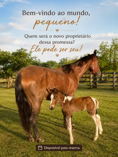 Potro Mangalarga Marchador Pampa Registrado | Bisneto de Amado Ipê e Favacho Único