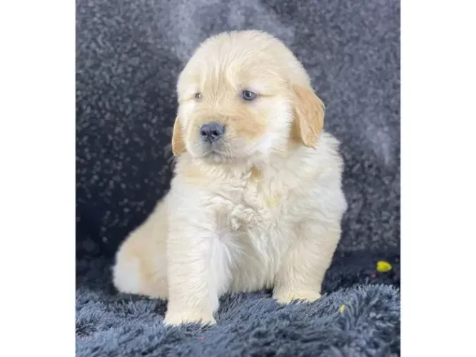 DOAÇÃO GOLDEN 
