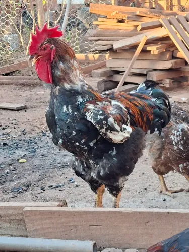 Galinha gsb