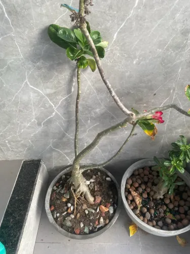 Rosa do deserto já florindo rosa com vaso