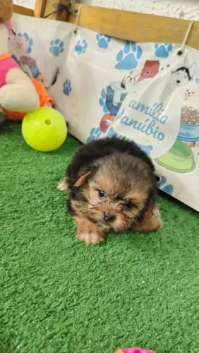 Lhasa Apso 