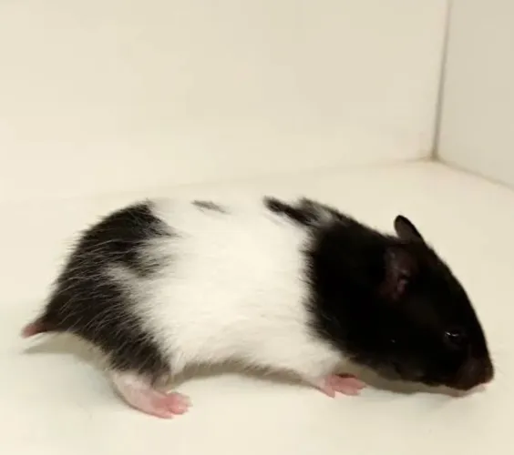 Hamster