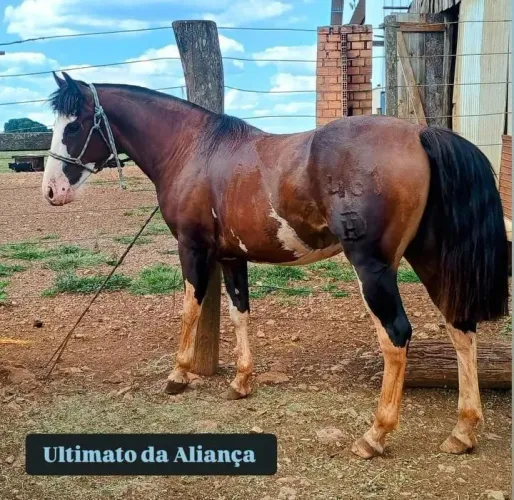 Vende se cavalo crioulo