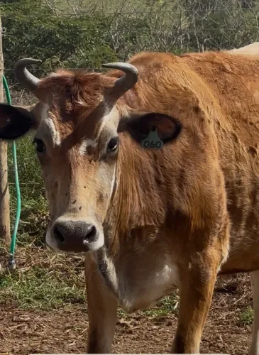 VACA JERSEY