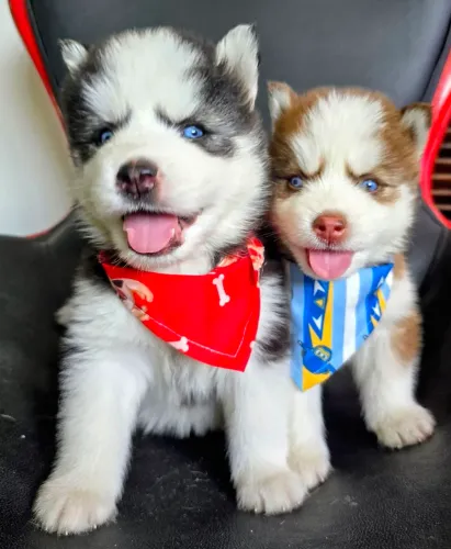 Lindos filhotes de Husky Siberiano pelagem Wooly