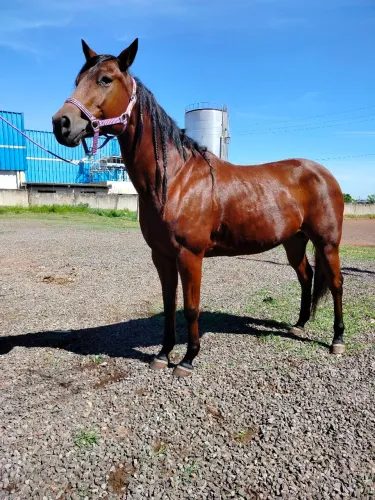 Vendo uma égua matriz