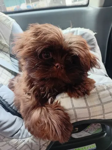 Filhote de shihtzu Macho.