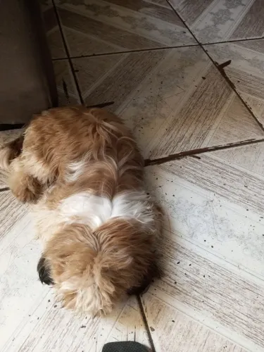 Cachorro Shitzu 