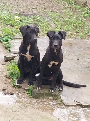 Doando dois cachorros de raça