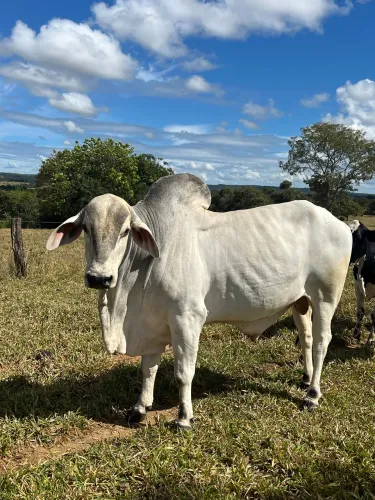 Touro reprodutor tabapuã
