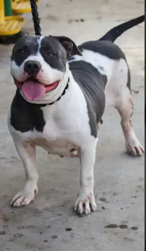 Pitmonster pra doação