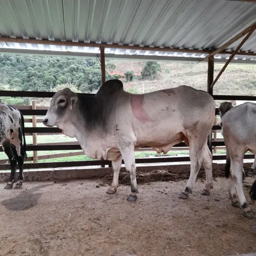 Vendo touro novo tabapuan muito dócil *