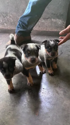 Vendo fêmea Blue Reeler