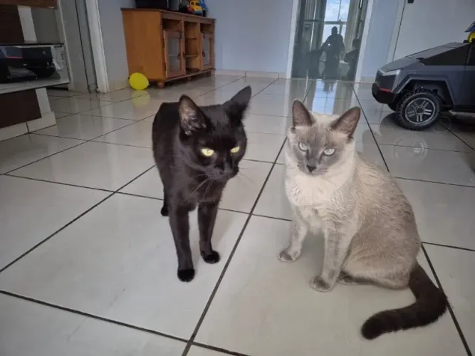 Para doação dois gatos lindos e carinhosos que precisam de um novo lar