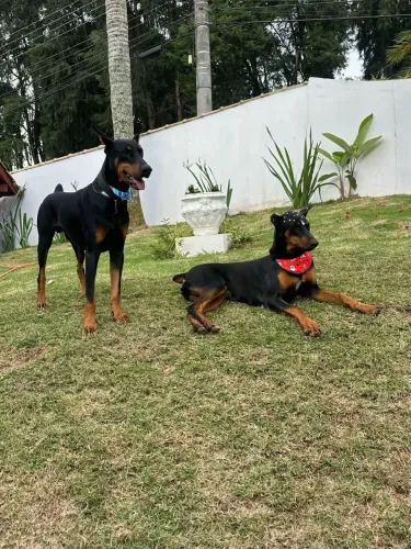 Filhotes Doberman  Europeus Pretos e Marron 