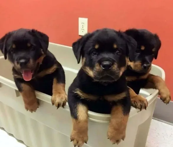 Rottweiler ¿ puros garantias do padrão da raça 