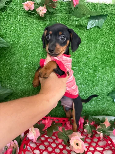 Filhote de basset disponíveis pra venda macho