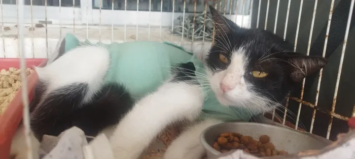 Gata castrada adulta para adoção