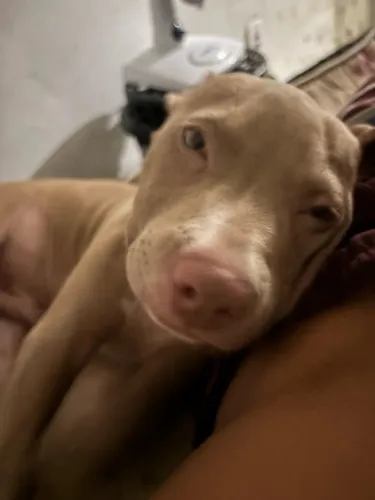 Vendo filhote de pitbull