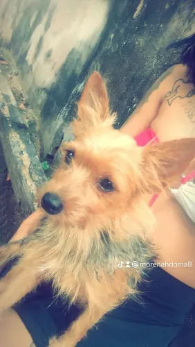 Cachorro