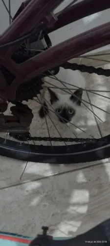 Filhotes de gatos pra adoção responsável
