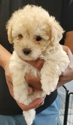 Filhote de poodle toy pequeno no porte gigante na elegância 