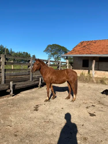 POTRA QM ALAZÃ