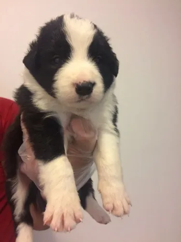 LINDO FILHOTE FÊMEA DE BORDER COLLIE COM 51 DIAS POSSUI PEDIGREE VACINA E GARANTIAS