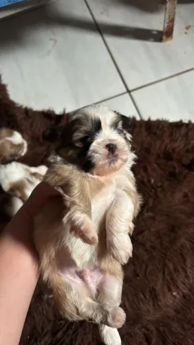 Vendo cachorro shitzu macho já comendo ração está com 30 dias 