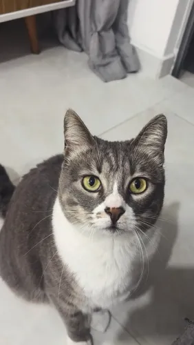 GATOS - fêmea e macho