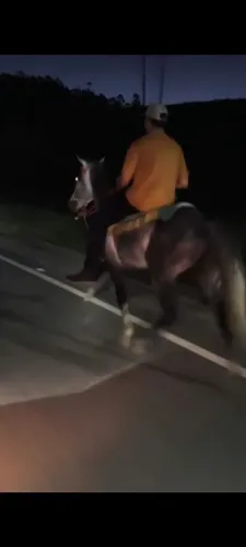 VENDO CAVALO DE RAÇA: MANGA LARGA PAULISTA MARCHA BATIDA ; R$ 9.900 REAIS , MUITO TOP