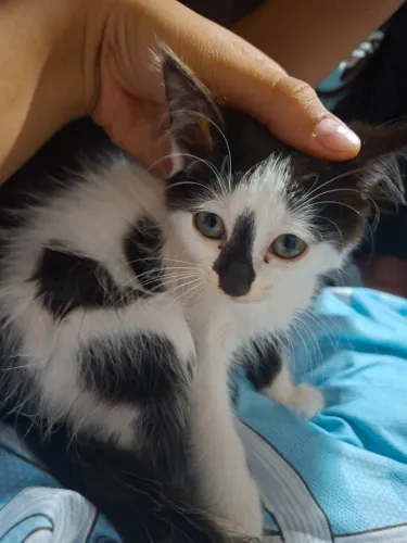 Gatinha para doação 