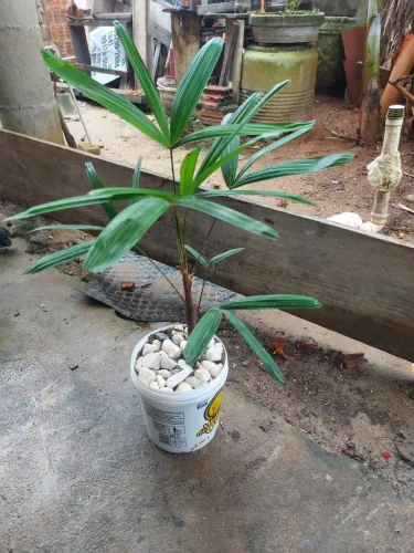 Palmeira rafia pra vender logo