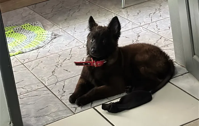 Filhote Fêmea de Pastor Belga Malinois Puro