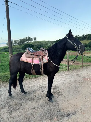 Cavalo Crioulo