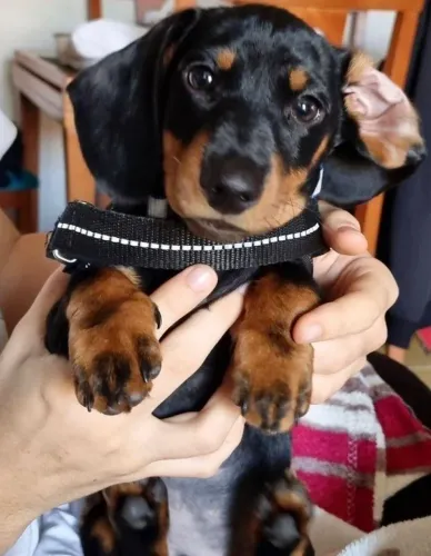 Dachshund / Teckel Um olhar que diz ?eu estou aqui